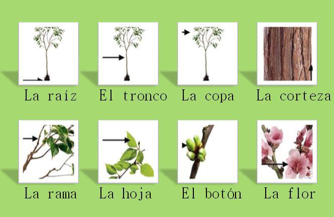 Mis plantas