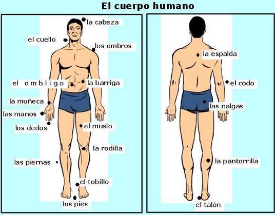 Partes del cuerpo